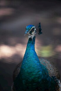 美丽蓝孔雀特写
