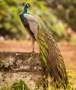 美丽孔雀立于石上