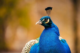 蓝孔雀特写