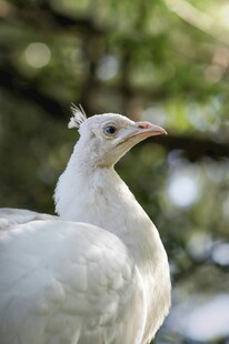 优雅白孔雀特写