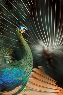 开屏孔雀展示绚丽羽毛