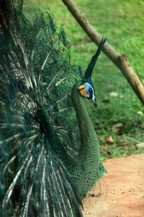 开屏孔雀于自然中展示