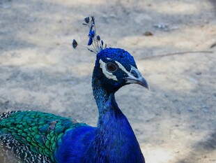 美丽蓝孔雀特写