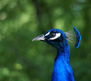 蓝孔雀特写