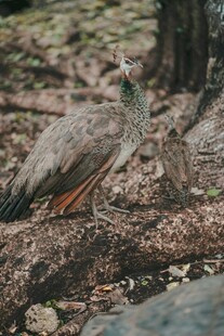 林中漫步的美丽孔雀