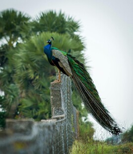 孔雀立于围栏上展绚丽尾羽