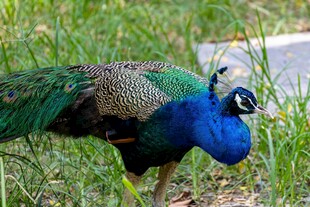 草地上的美丽蓝孔雀