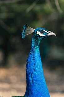 蓝孔雀特写