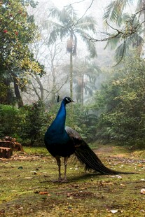 草地上的美丽蓝孔雀