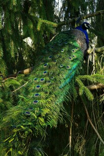 枝头孔雀展绚丽尾羽