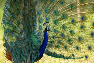 开屏的美丽孔雀