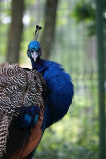 蓝孔雀优雅姿态