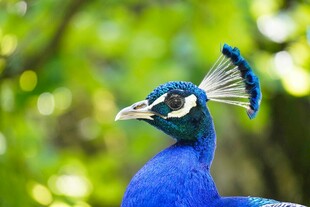 蓝孔雀特写