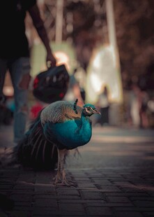 街头漫步的美丽孔雀