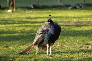草地上的美丽孔雀
