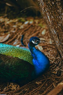 美丽孔雀栖息于林间