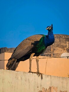屋顶上的美丽孔雀