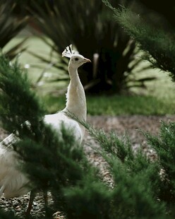 草丛中的优雅白孔雀