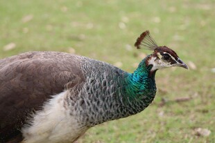 草地上的美丽孔雀