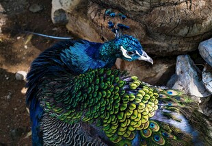 美丽孔雀展示绚丽羽毛