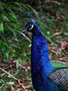 蓝孔雀特写