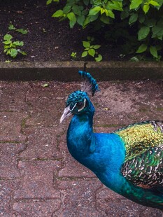 美丽孔雀展示绚丽羽毛