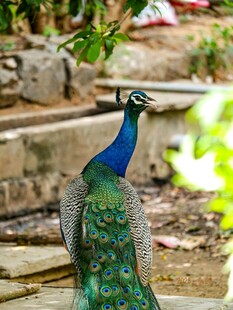 美丽孔雀于庭院中漫步