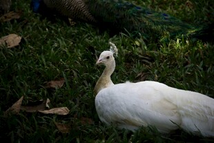 草地上的白孔雀