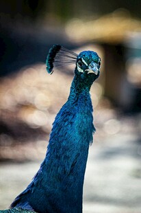蓝孔雀特写