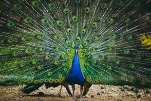 开屏的美丽孔雀