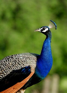 美丽蓝孔雀特写