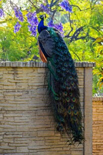 木墙上的美丽孔雀