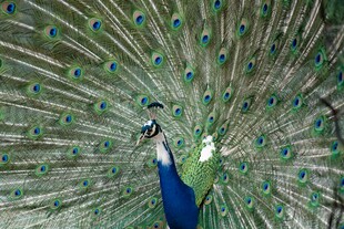 开屏的美丽孔雀