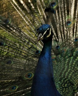 开屏的美丽孔雀