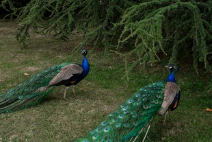 两只孔雀于绿植间漫步
