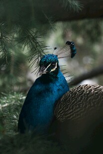 蓝孔雀开屏特写