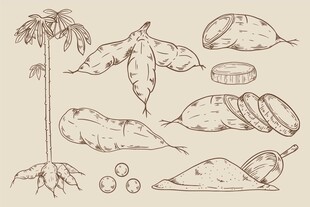 根茎类植物手绘插画