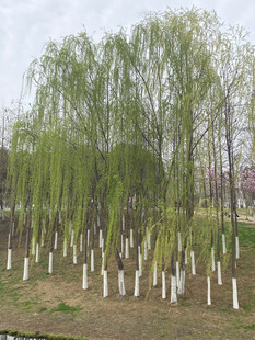 春日柳树林景观