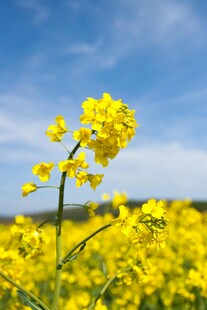 田野中的灿烂黄色油菜花