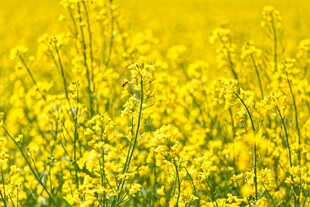 金黄灿烂的油菜花田