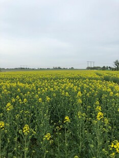金黄油菜花海田园美景