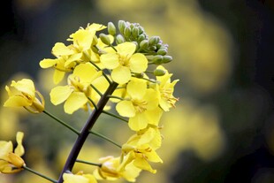 一枝绽放的黄色油菜花