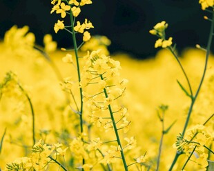 金黄灿烂的油菜花田