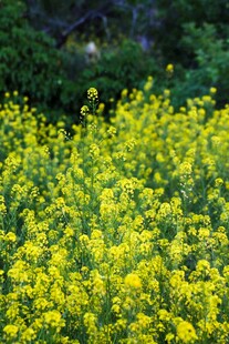 金黄油菜花田烂漫绽放