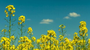 金黄油菜花盛放于蓝天