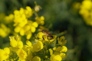 花间蜜蜂采蜜图