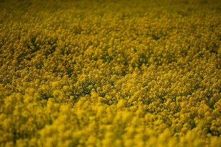 金黄灿烂的油菜花田