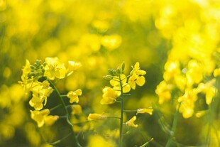 金黄灿烂的油菜花田