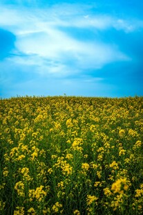 金黄花海与蓝天相映成趣