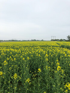 金黄油菜花田的田园风光